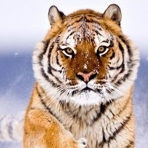 Meet your Posher, Tom